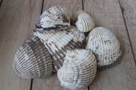 Schelpen 140 gram (nr 73)