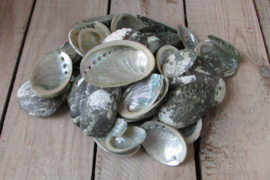 Schelpen parelmoer 100 gram (nr 17)