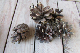 Dennenappels 5 cm 6 stuks (D301)