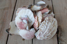 Schelpen 150 gram (nr 27)