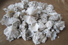 Schelpen 125  gram (nr 61)
