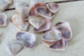 Schelpjes klein 100 gram (nr 63)