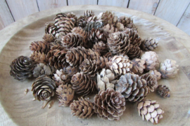 Dennenappeltjes klein 70 gram (D201)