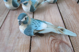 Vogeltje blauw