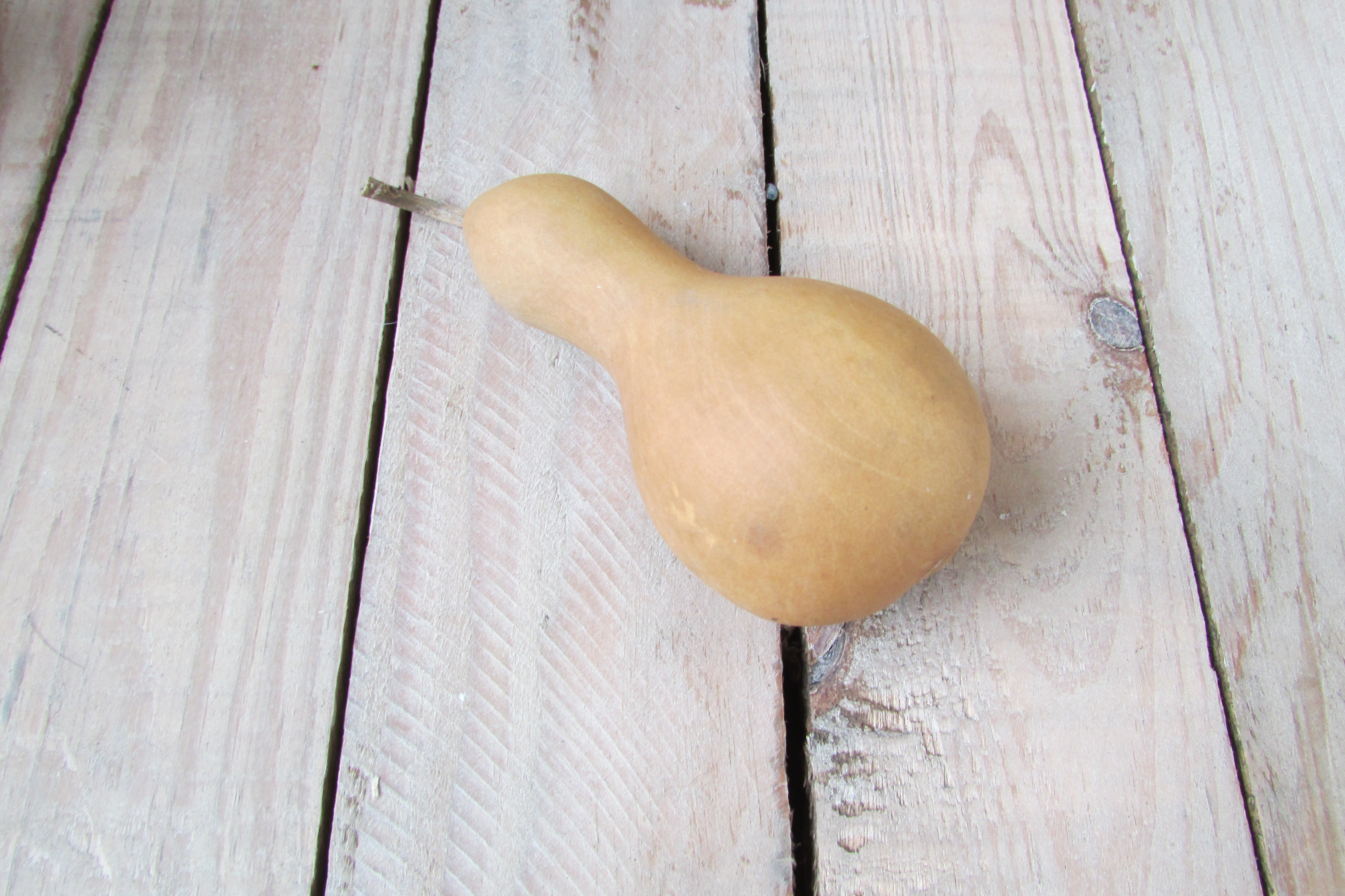 Gedroogde kalebas 10 cm (nr 22)