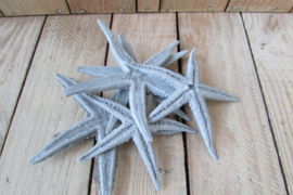 Zeesterren 5 stuks grijs 10-12 cm (E23)