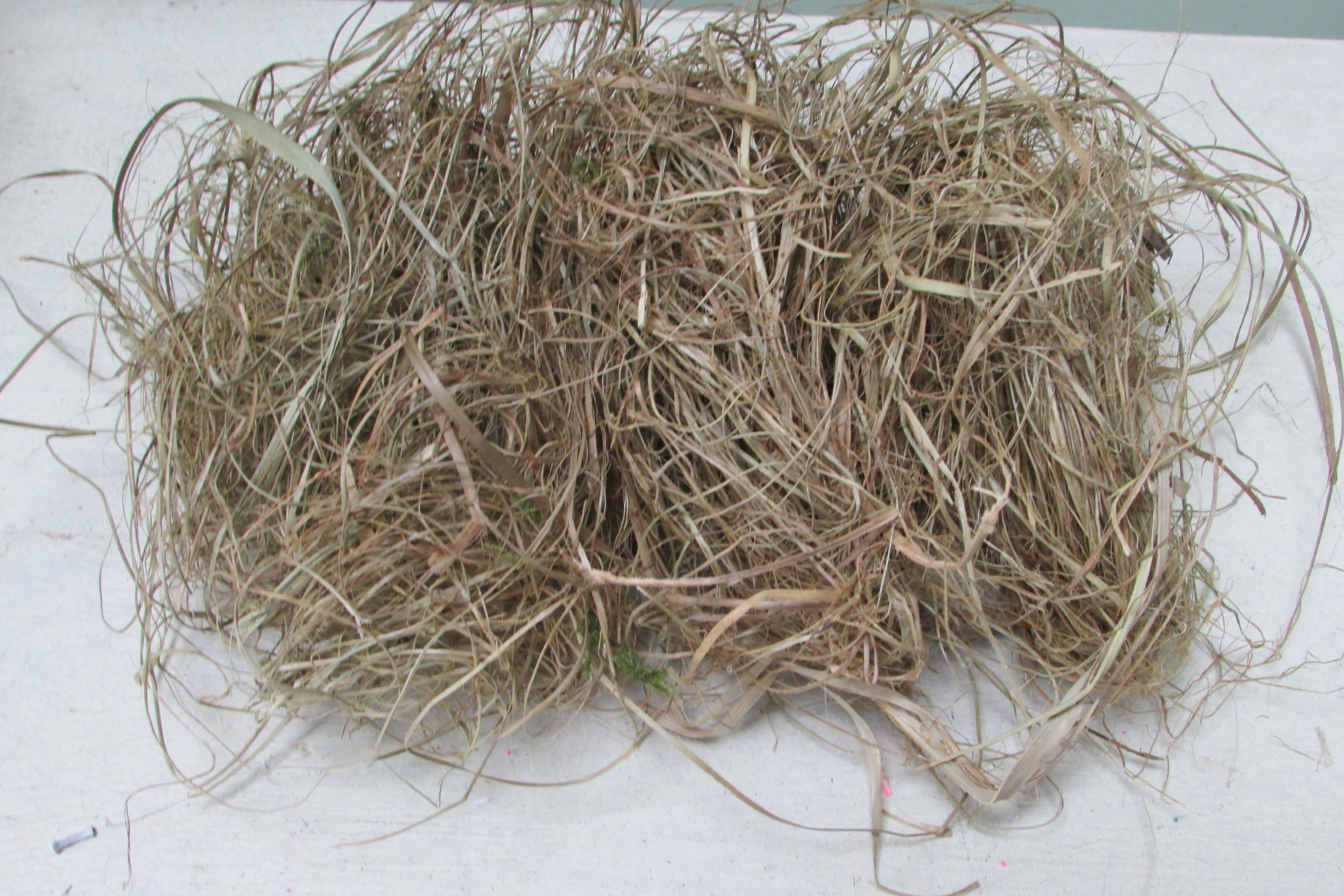 Zeegras/nestmateriaal 25 gram (D255)