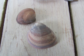 Schelpen naturel 175 gram (nr 58)