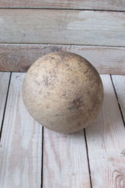 Gedroogde 13/14 cm kalebas (nr33)