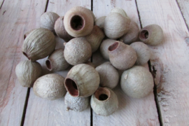 Klok fruit gedroogd (D220)