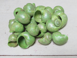 kokkels groen 75 gram (nr 4)