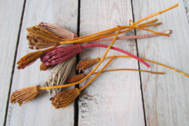 bezempjes wild flower 10 stuks (nr136)