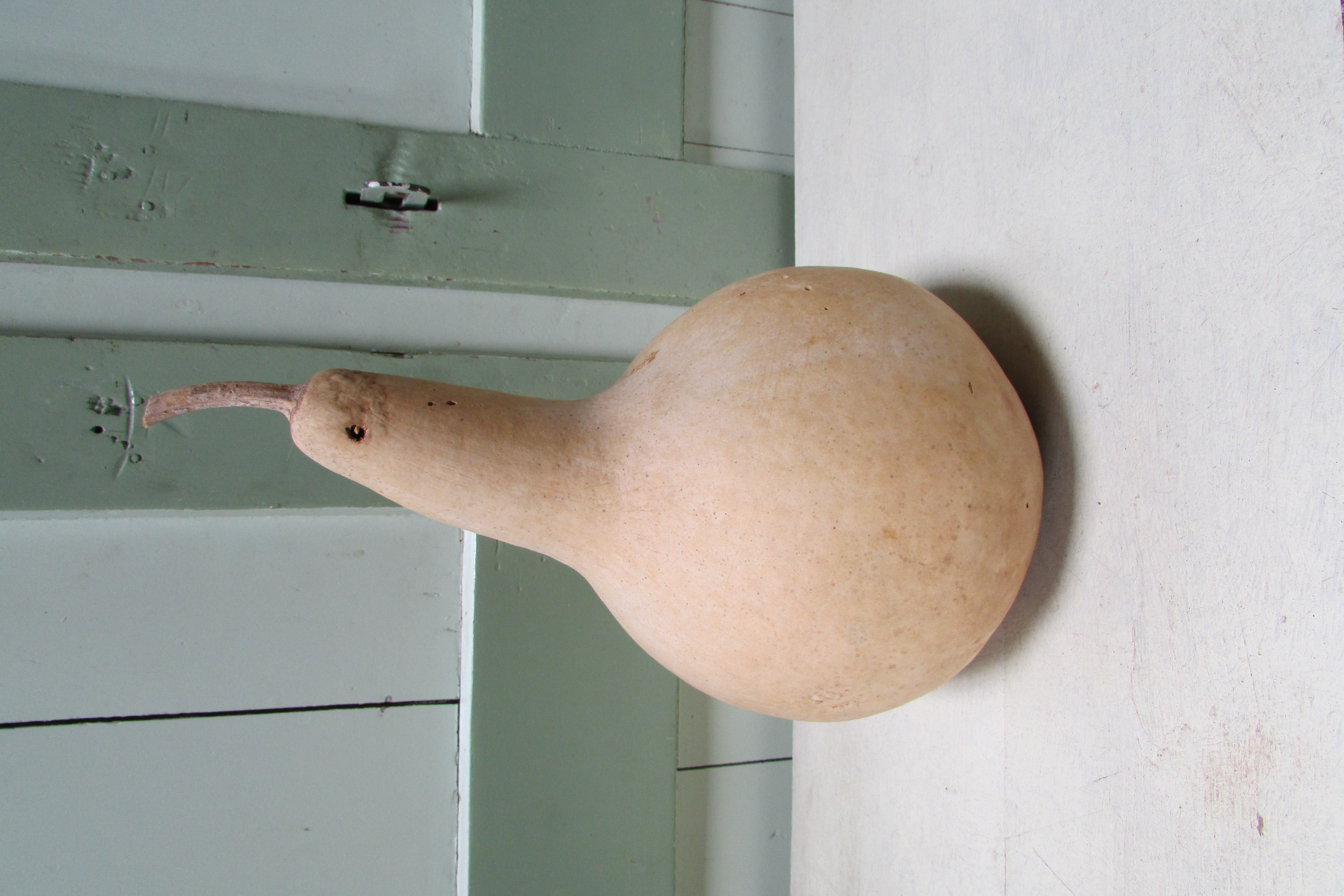 Gedroogde kalebas 20x14 cm (nr 29)