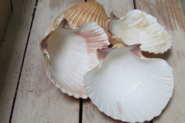 Schelpen groot 4 stuks (nr 80)