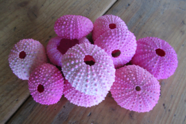 Zee egel schelpen roze/licht roze  (nr 89)