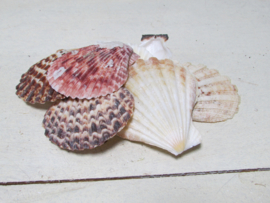 Schelpen naturel/wit roze grote schelpen 100 gram (nr 29)