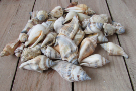 Schelpen 125 gram (nr 21)