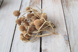 Deco naturel (nr141)