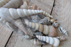 Schelpenmix hoorntjes 170 gram (nr 71)