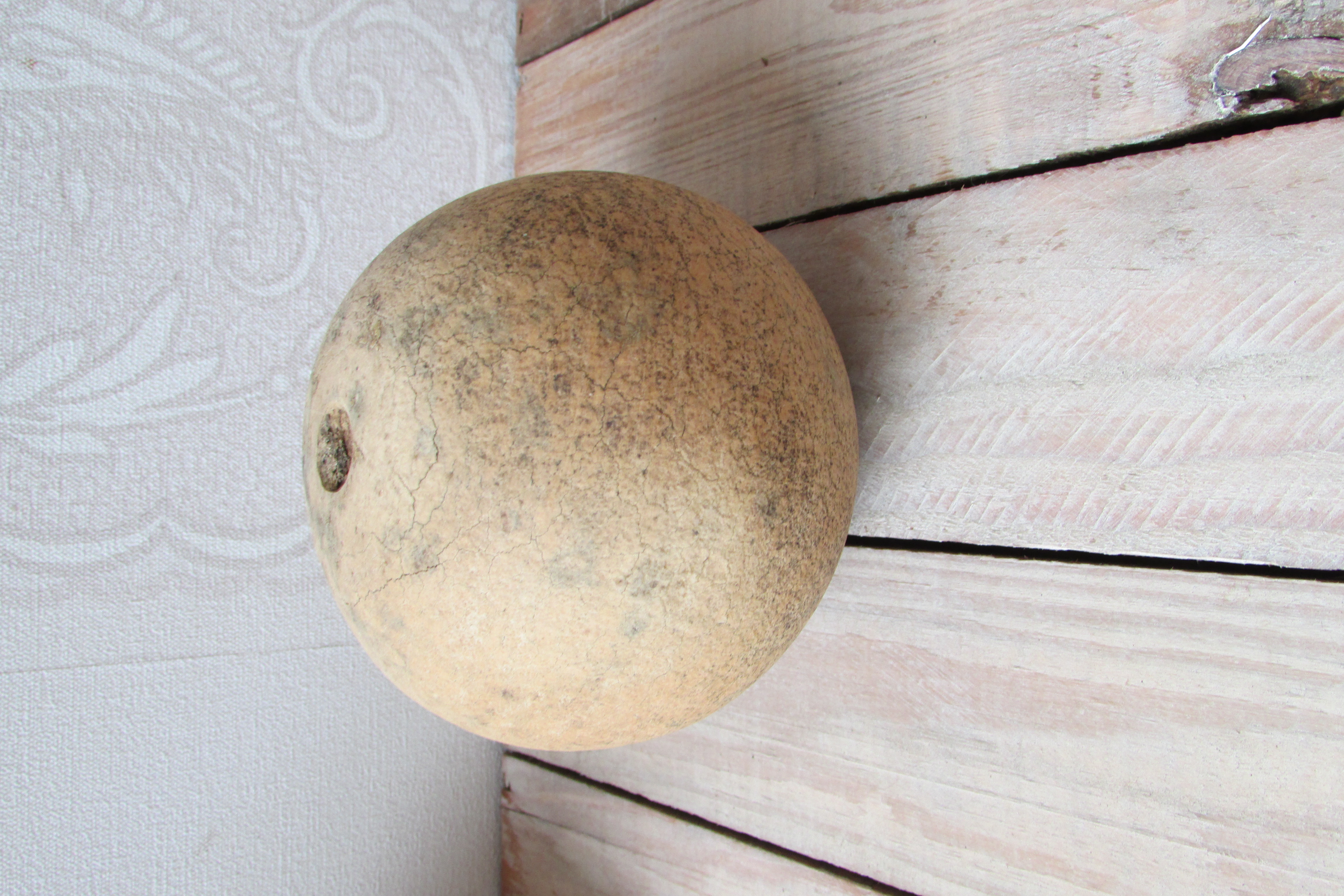 Gedroogde kalebas 11 cm (nr 11)