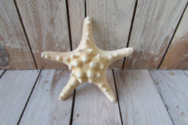 Zeester  (nr97)  13/14 cm