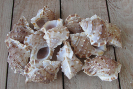 Schelpen naturel 100 gram (nr 28)