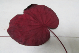 Gedroogde bladeren Lotus 10 stuks 20 cm