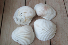 Schelpen 4 stuks wit (nr 74)