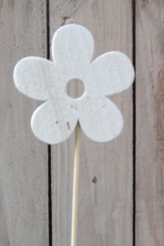 Bijsteker bloem wit