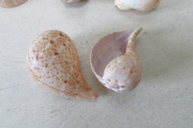 Schelpen naturel 75 gram (nr 64)