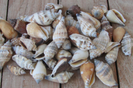 Schelpen naturel 125 gram (nr 23)