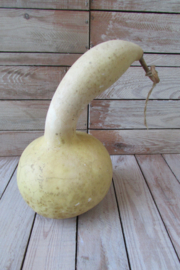 Gedroogde fleskalebas 26x15 cm (nr 55)