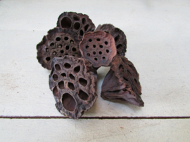 Zaaddozen van Lotus, leuk voor insectenhuis 9 stuks (61)klein/middel
