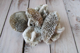 Zonnebloemhoofdjes gedroogd 5 stuks (D226)