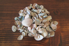 Schelpen klein naturel met tintje blauw 125 gram (nr 34) 