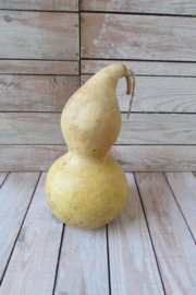 Gedroogde fleskalebas 24x12 cm (nr 56)