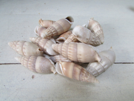 Schelpen 200 gram naturel (nr 32)