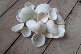 Schelpen wit 100 gram (nr88)