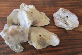 oester schelpen met gat 5 stuks (nr 44)