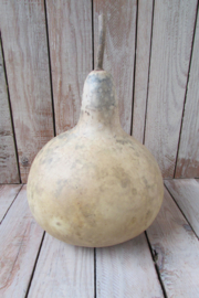 Gedroogde kalebas 20x17 cm (nr 22)