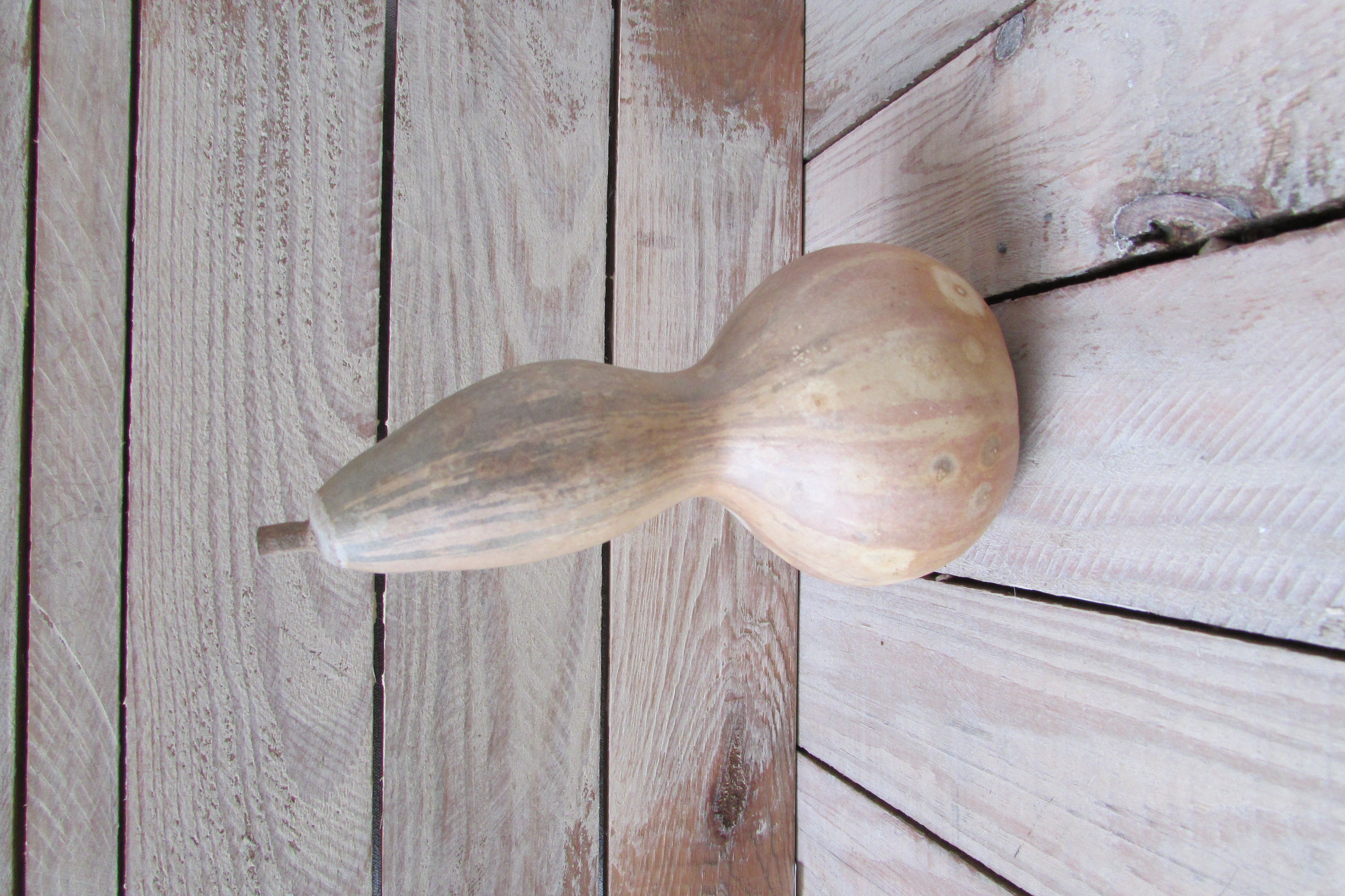 Gedroogde kalebas 16x8 cm (nr 21)