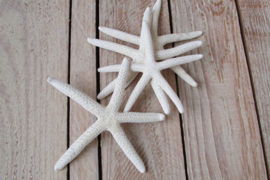 Zeesterren wit 4 stuks 8 cm (nr 26)