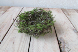 Vogelnestje 9 cm