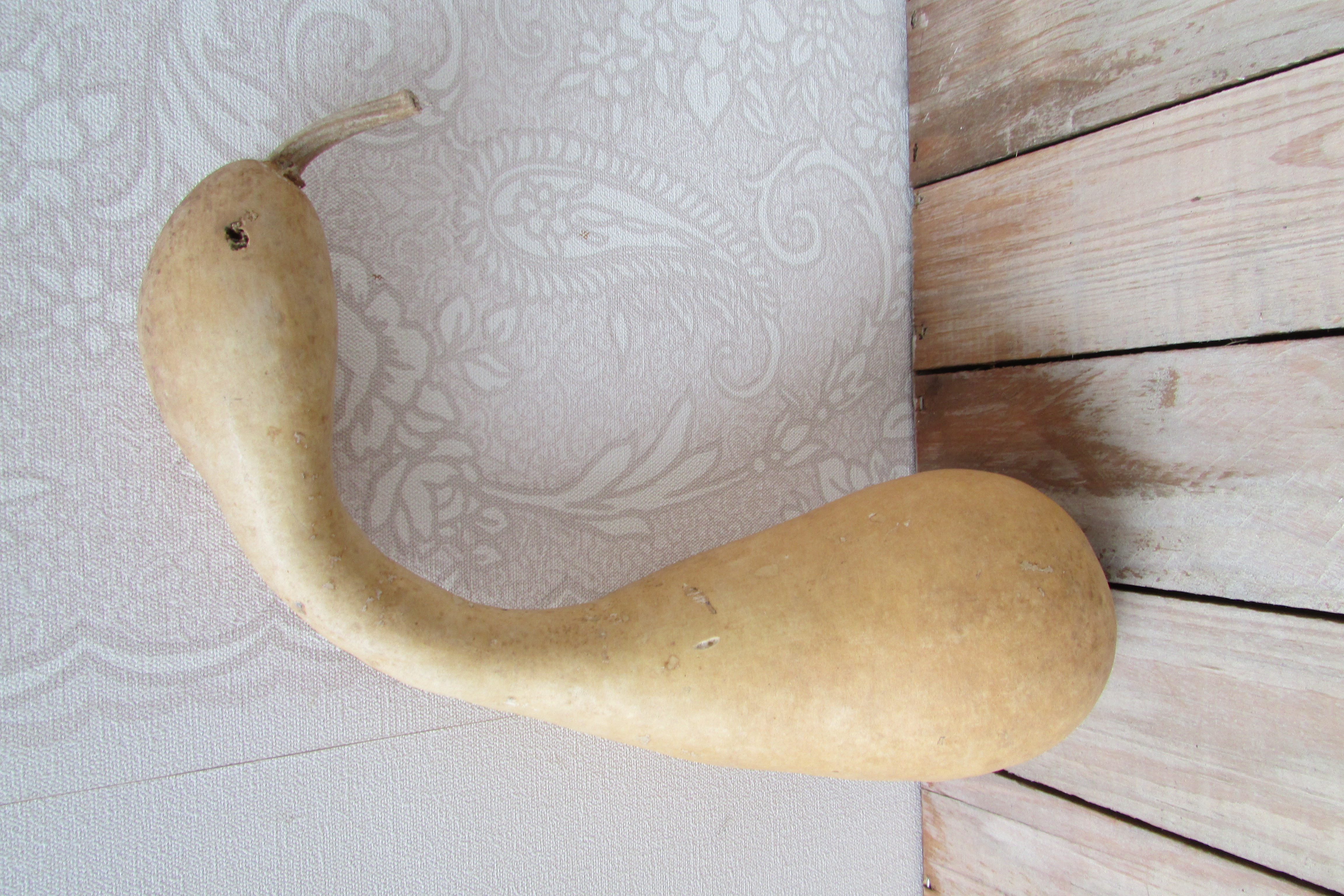 Fleskalebas gedroogd  27x8 cm (nr 4)