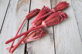 Bezempjes rood/roze 5 stuks (nr140)