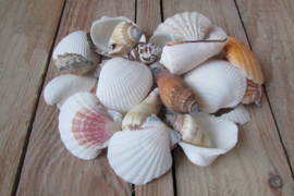 Schelpen, gesorteerd 150 gram (nr 2)