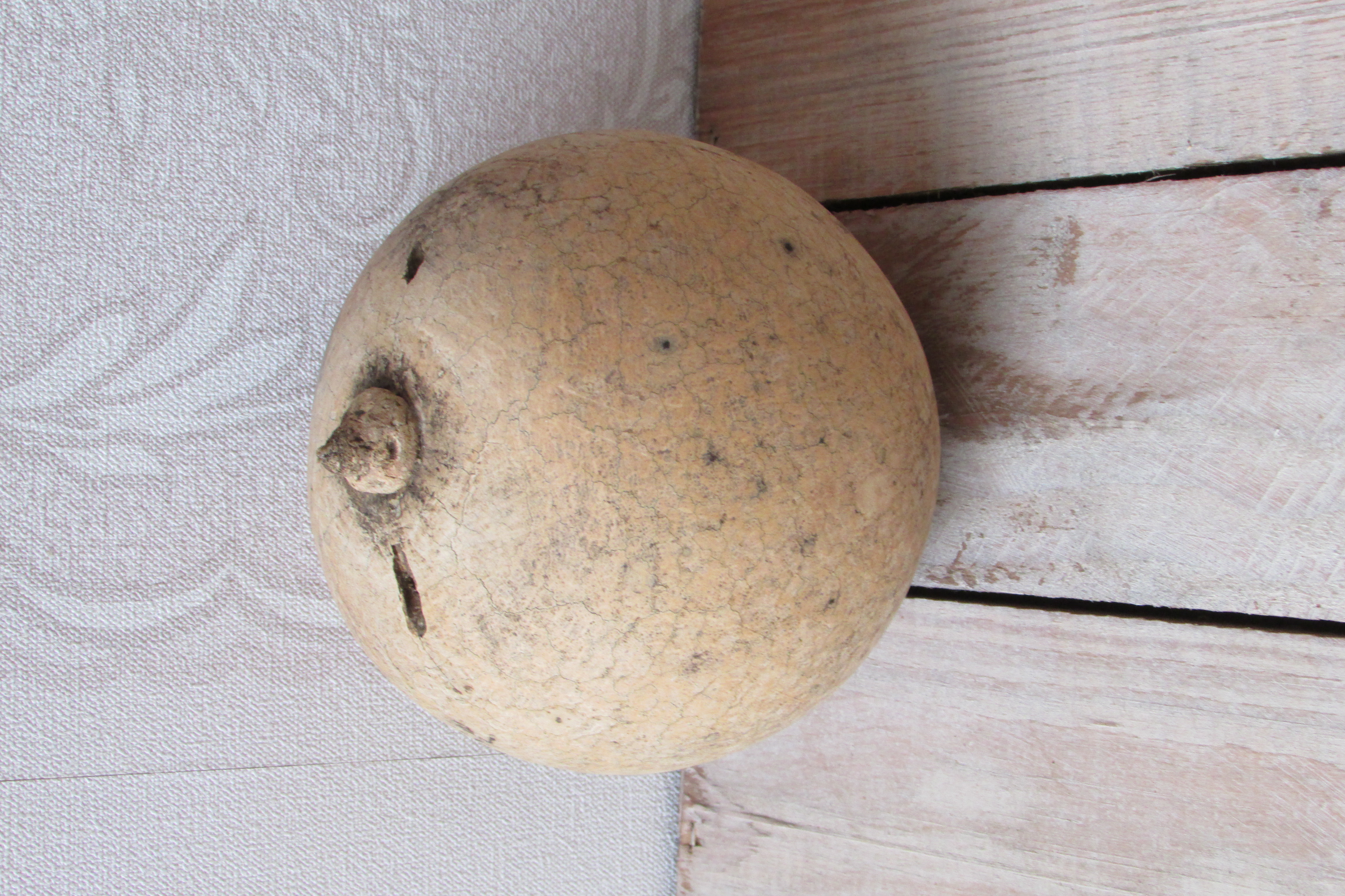 Gedroogde kalebas  11 cm (nr 12)