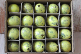 Kievits eitjes 60 stuks geel (pasen nr 14)