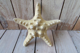 Zeester 15-17 cm