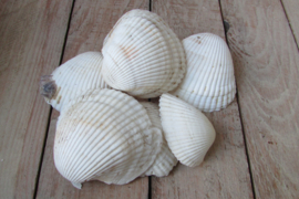 Schelpen 150 gram (nr 69)